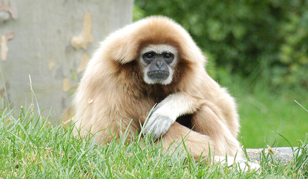 Photo: Gibbon in nature