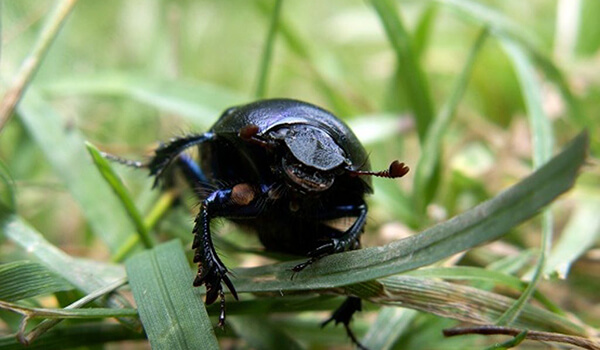 Photo: Dung beetle in Russia