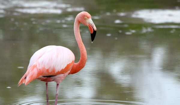 Foto: Mooie flamingo