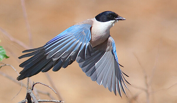 Photo: Blue Magpie in Flight