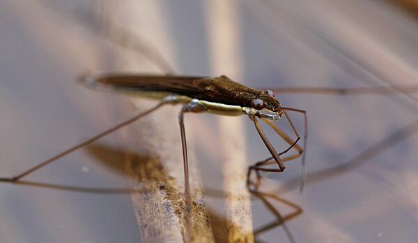 Photo: Water strider insect
