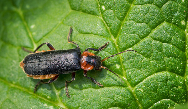 Foto: Brandmand Beetle