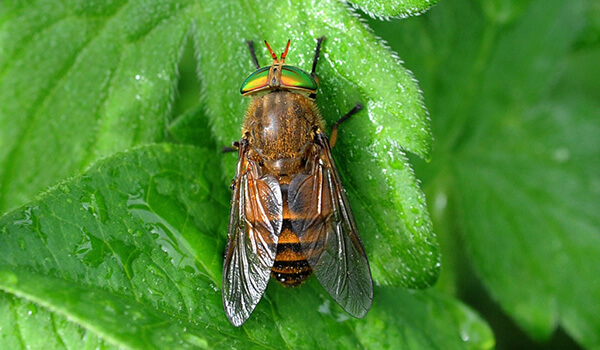 Photo: What a horsefly looks like