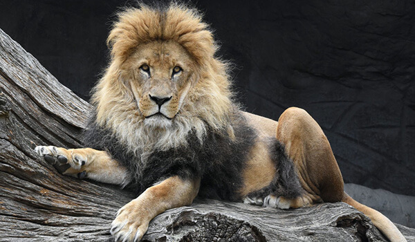 Photo: African lion from the Red Book