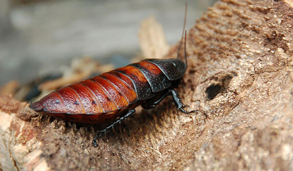 Photo: Madagascar hissing cockroach