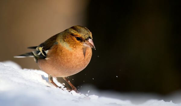 Photo: Winter finch