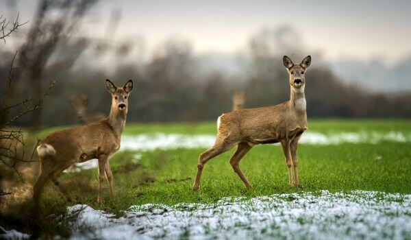 Photo: European roe deer