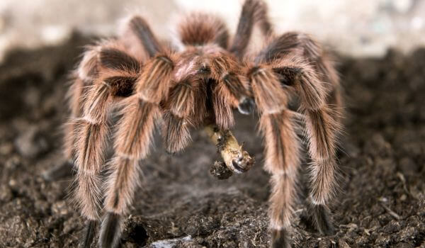 Photo: Poisonous tarantula