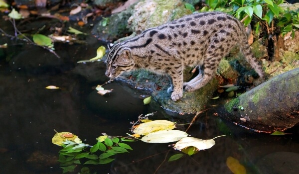 Photo: Viverrid Angler Cat