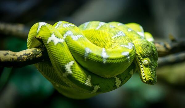 Photo: Dog-headed boa snake