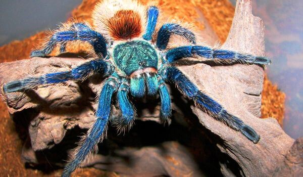 Foto: Farlig tarantula