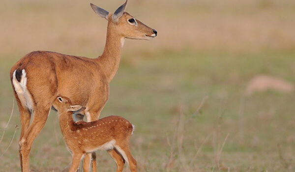 Photo: Pampas Deer Cub