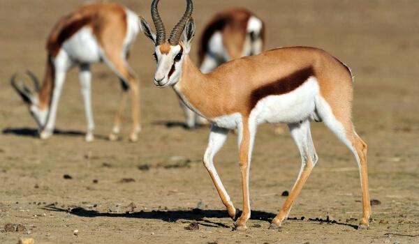 Foto: Springbok Animal