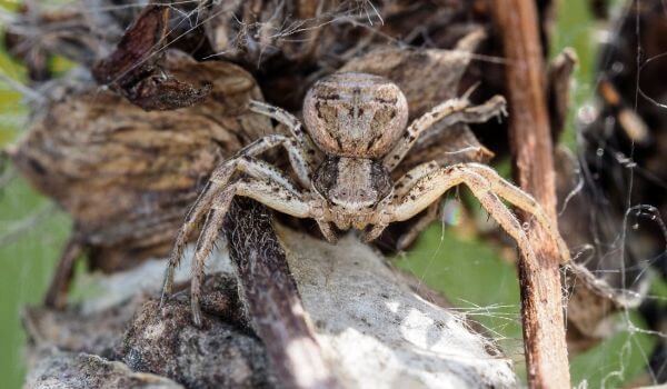Foto: Brasiliansk vandrende edderkop i Amerika