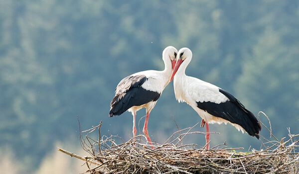 Photo: Pair of white storks