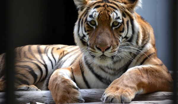 Foto: tigre de Amur do Livro Vermelho