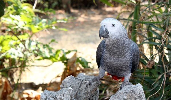 Photo: Grey Parrot