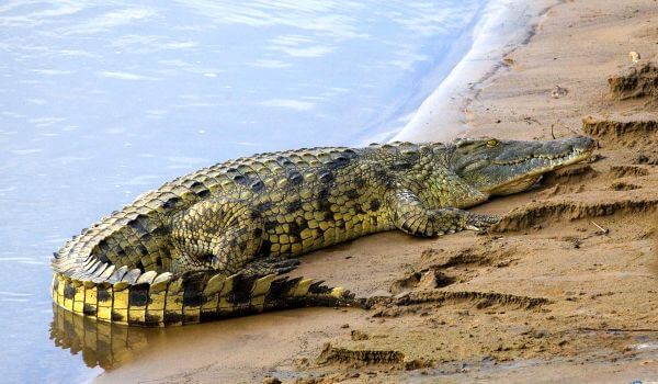 Photo: Nile crocodile Red Book