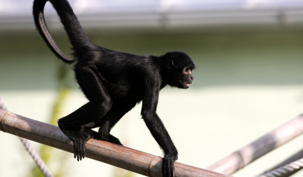 Foto: Black Spider Monkey