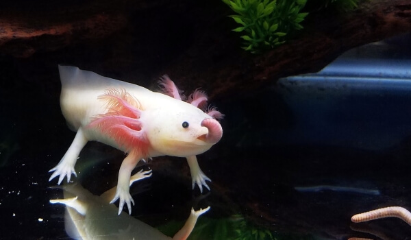Photo : Axolotl à la maison