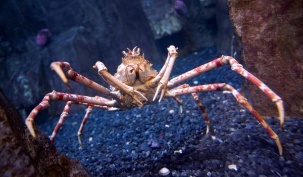 Photo: Sea Spider Crab