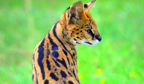 Foto: Serval cat
