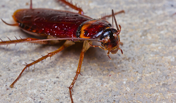 Foto: Rød kakerlakk