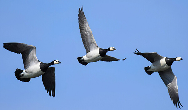 Photo: Goose in flight 