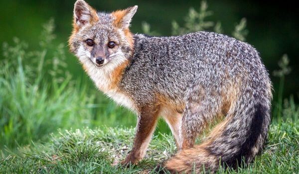 Photo: Gray fox animal