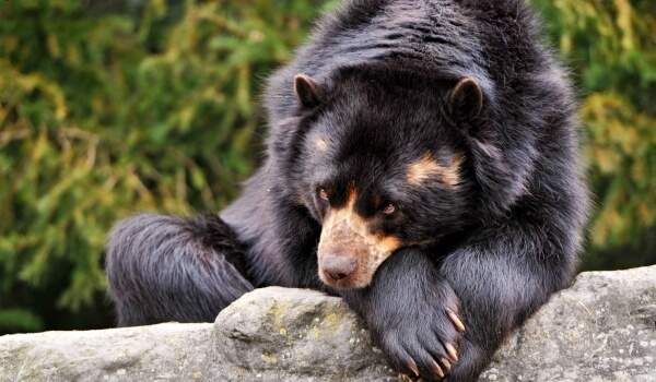 Foto: Medvěd černý Baribal