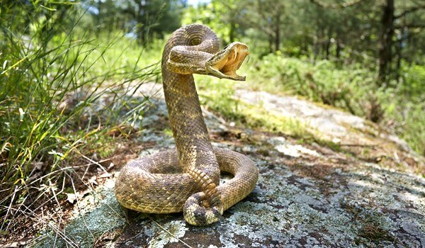 Photo: Rattlesnake