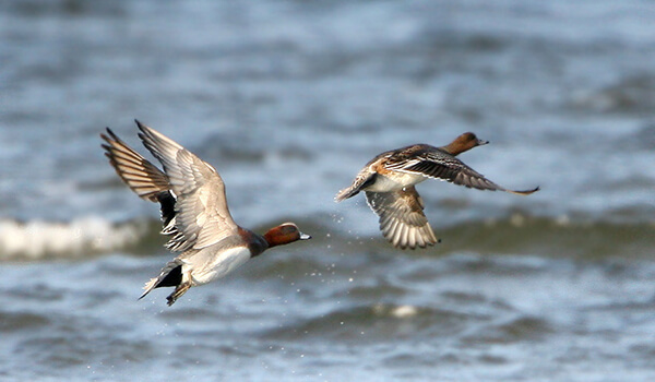 Photo: Wigeon duck in flight