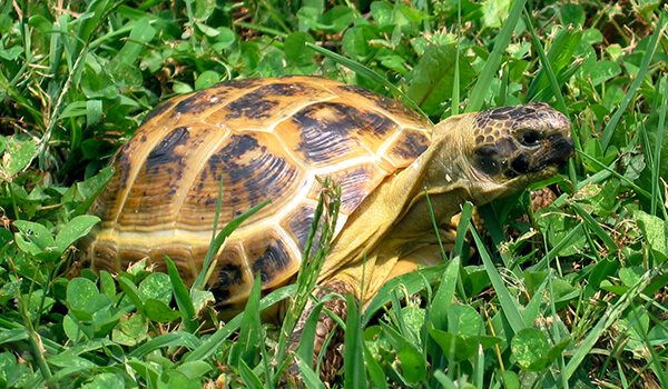 Photo: Land tortoise in nature