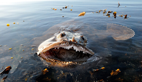 Photo: Monkfish in the water