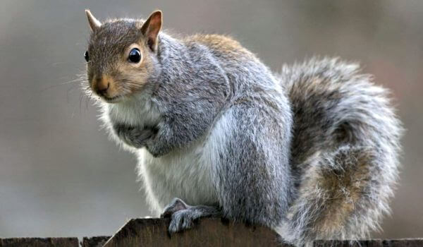 Photo: Gray squirrel animal