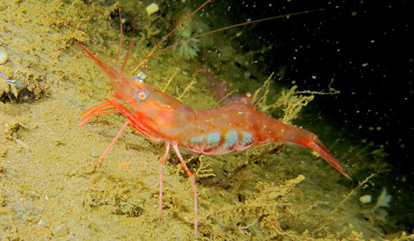 Photo: Shrimp in the Sea