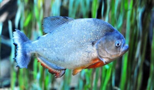 Photo: Piranha fish