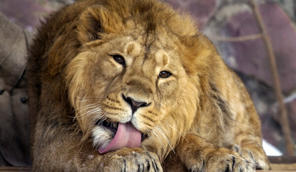 Foto: Libro rojo del león asiático