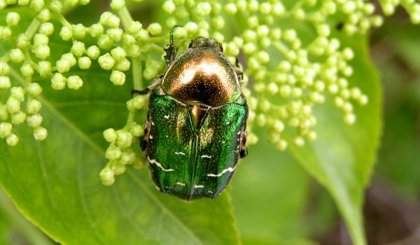 Photo: Golden Bronze Beetle
