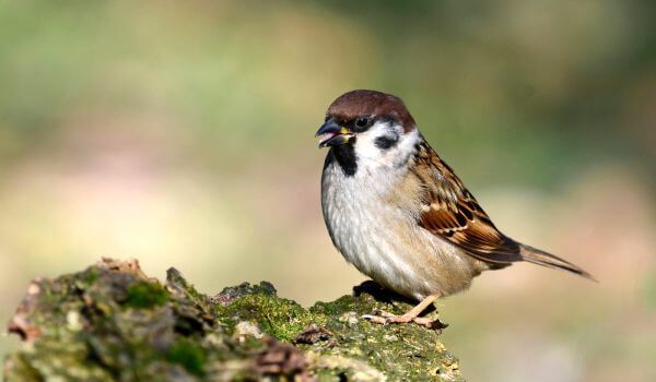 Photo: Bird Sparrow