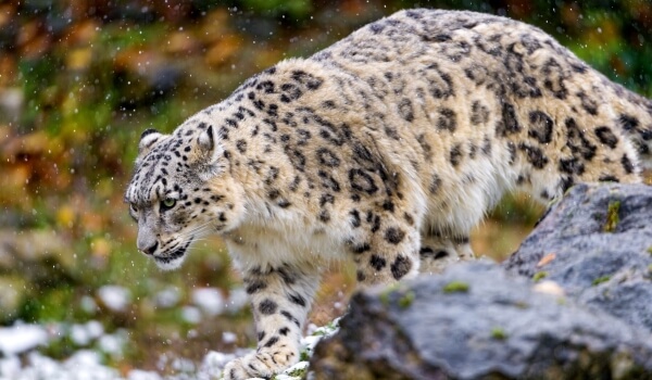 Photo : Animal Snow Leopard