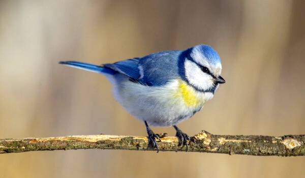 Foto: Blue tit bird