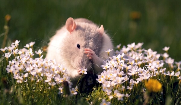 Photo: Vole mouse in nature