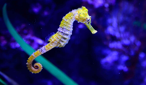 Photo: What a seahorse looks like