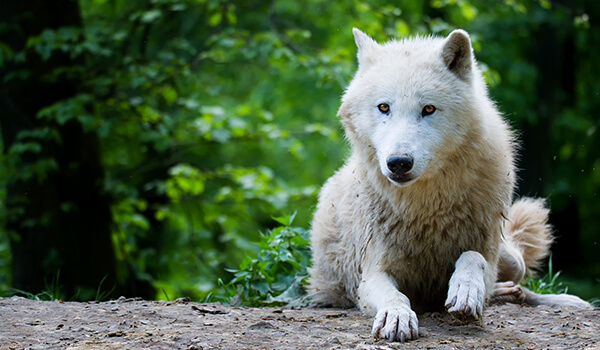 Photo: What an arctic wolf looks like