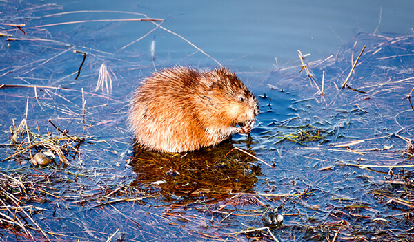 Photo: What a water rat looks like