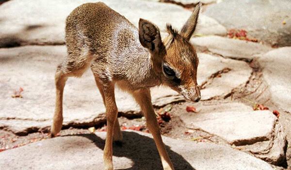 Photo: African pygmy antelope