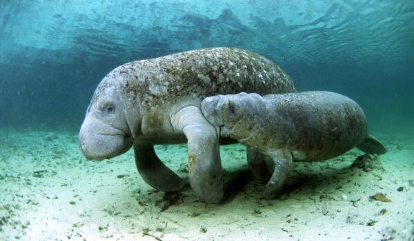 Foto: dugongo bebé