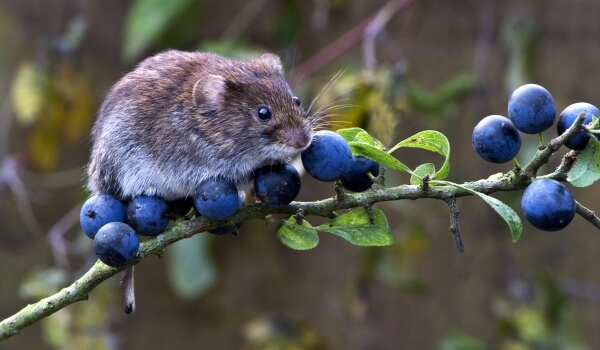 Photo: Vole Mouse