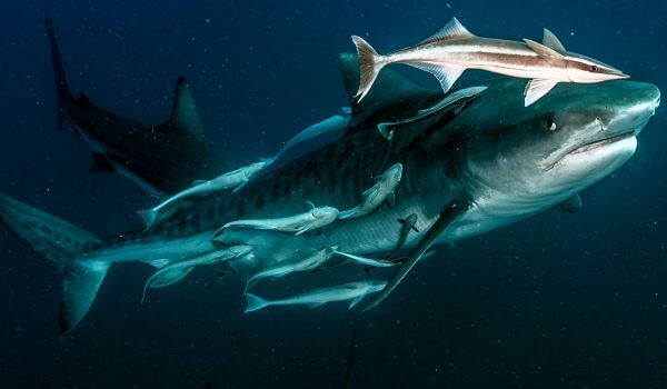 Photo: Tiger Shark
